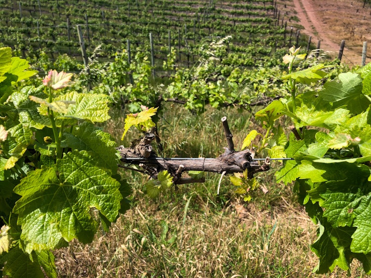 A Different View of Paul Wallace Wines 6 A Different View of Paul Wallace Wines - Swirl and Spice