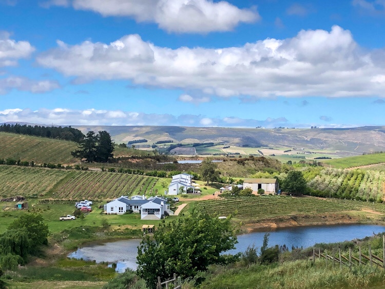 A Different View of Paul Wallace Wines - Swirl and Spice