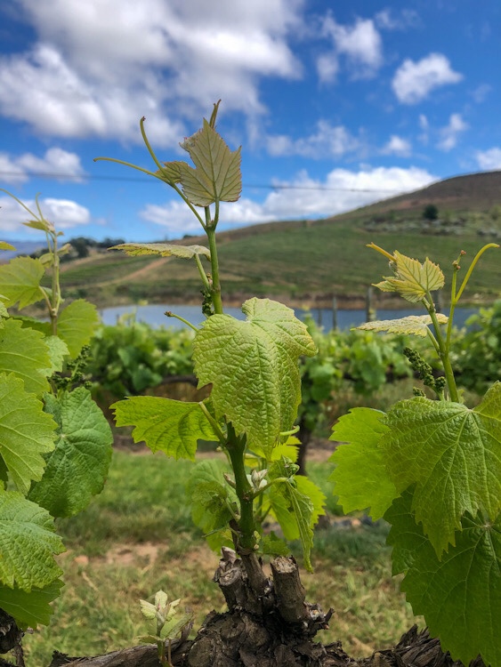 A Different View of Paul Wallace Wines 5 A Different View of Paul Wallace Wines - Swirl and Spice