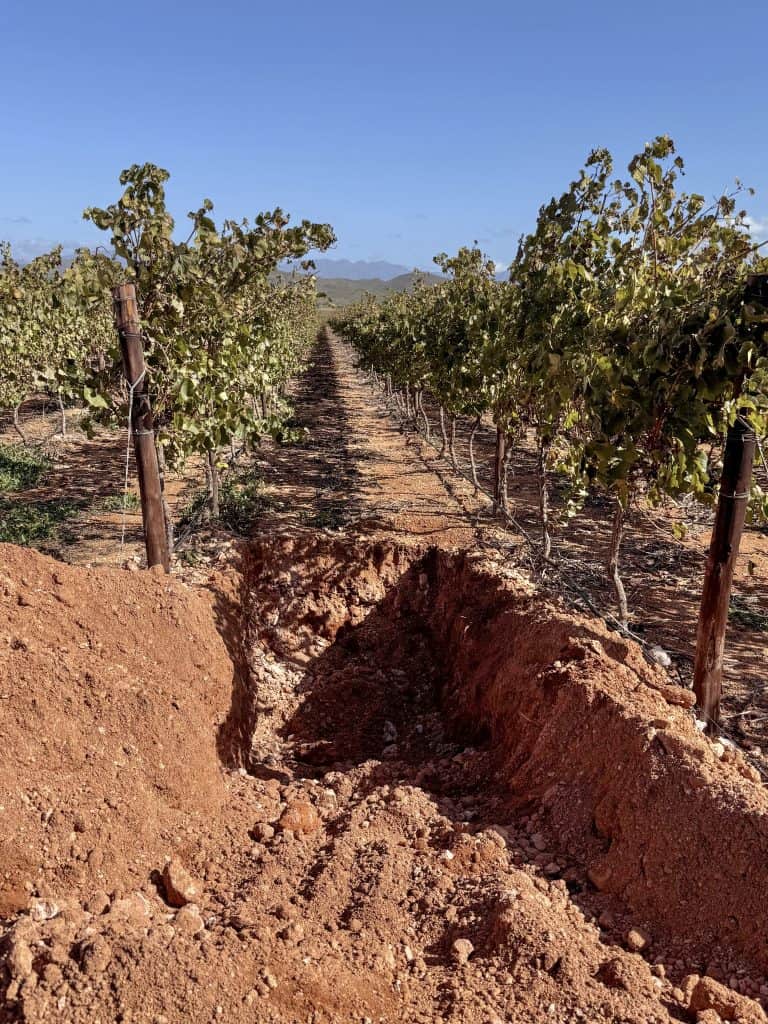 Robertson Vineyard Visits | Robertson Wine Valley - Swirl and Spice