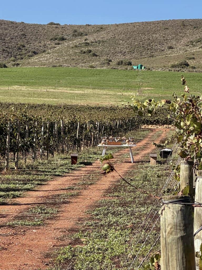 Robertson Vineyard Visits | Robertson Wine Valley - Swirl and Spice