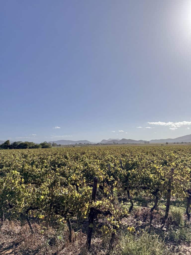 Robertson Vineyard Visits | Robertson Wine Valley - Swirl and Spice