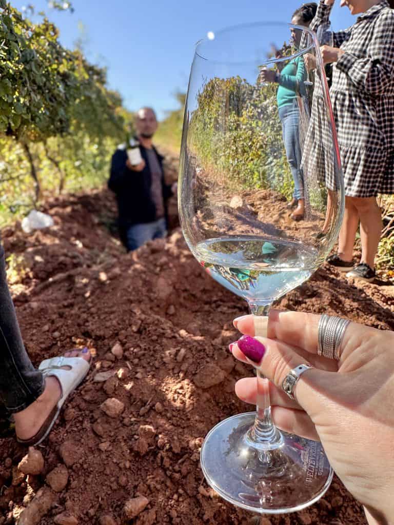 Robertson Vineyard Visits | Robertson Wine Valley - Swirl and Spice